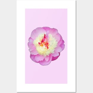 Pretty Pink Peony - Pink Background Posters and Art